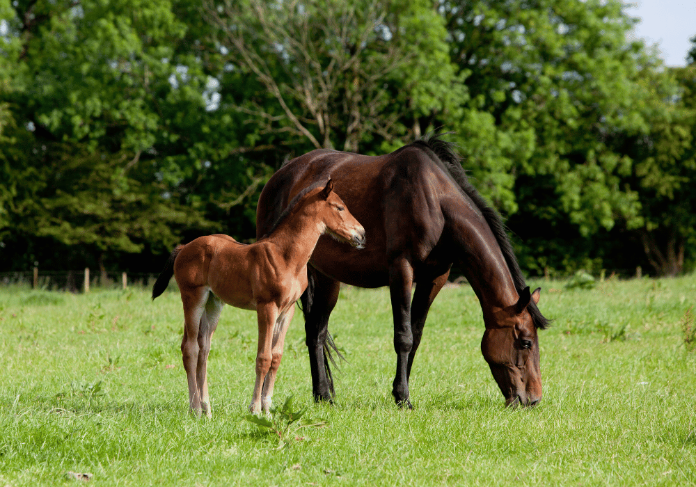 Should I Breed My Mare? 