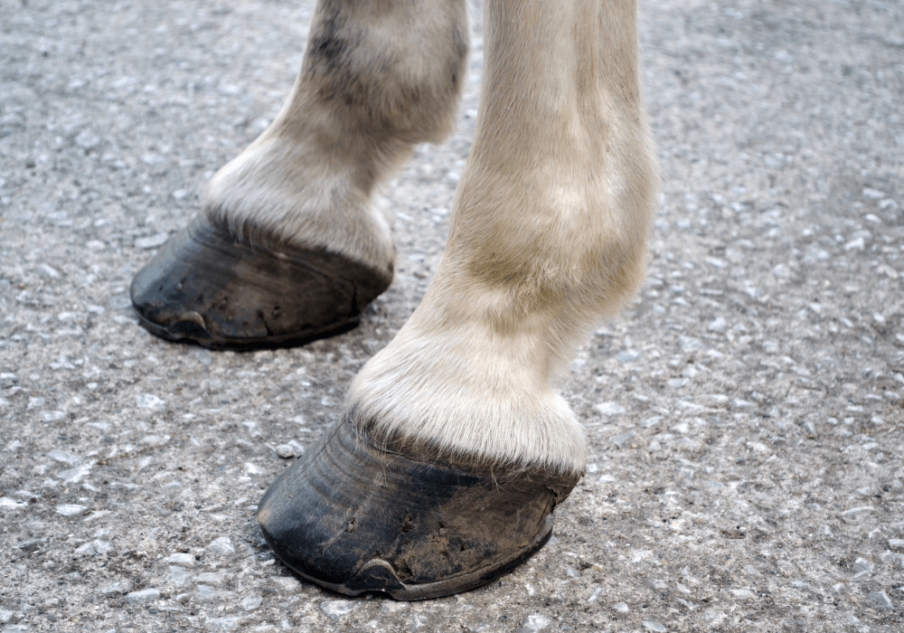 Signs of Lameness in Horses | Avonvale Equine Vets Blog