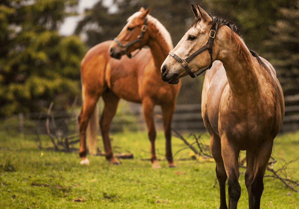 Ringworm in Horses | Avonvale Equine Vet Practice Blog