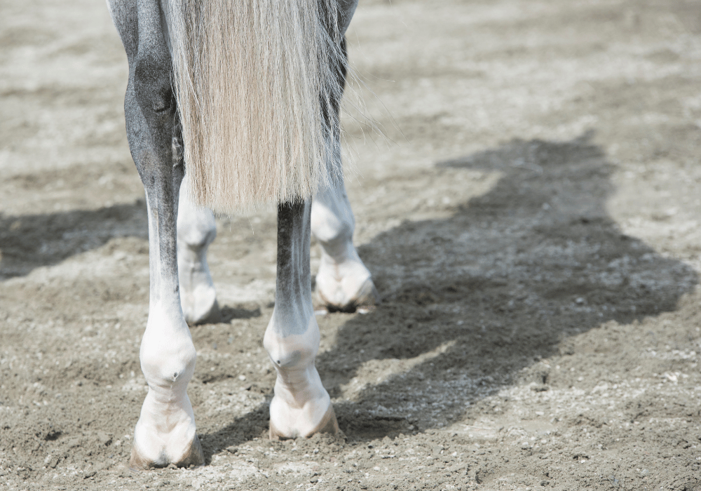 Lower Leg Lameness and Injury - Horses and Ponies