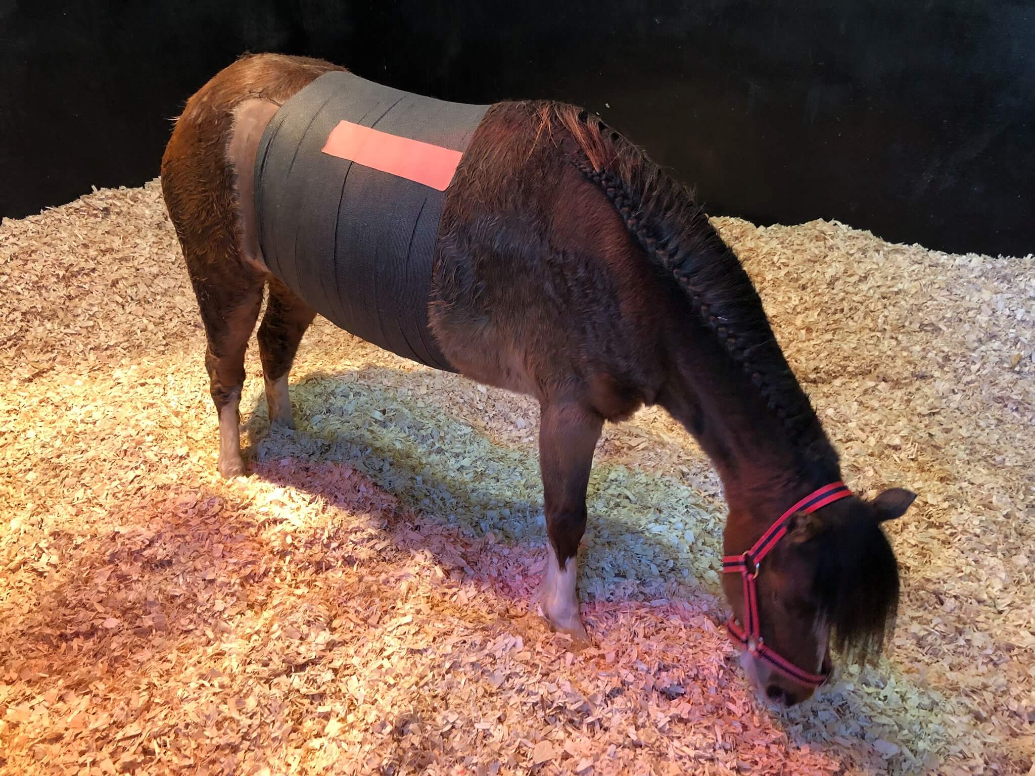 Chance the Redwings Pony | Avonvale Equine Vets Case Study